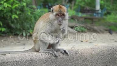 猴子坐着，咀嚼和咧嘴笑，慢动作视频。 泰国松赫拉